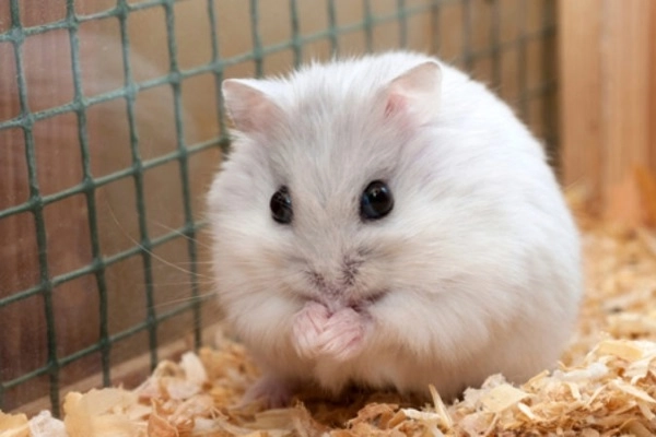 Chuột hamster - cách nuôi chăm sóc và một số sự thật thú vị - 1