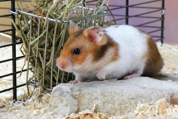 Chuột hamster - cách nuôi chăm sóc và một số sự thật thú vị - 2