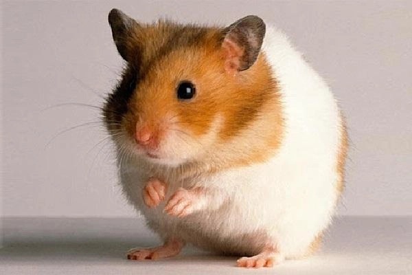 Chuột hamster - cách nuôi chăm sóc và một số sự thật thú vị - 4