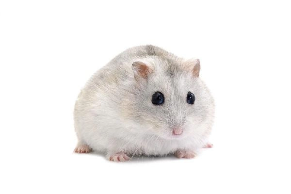 Chuột hamster - cách nuôi chăm sóc và một số sự thật thú vị - 5