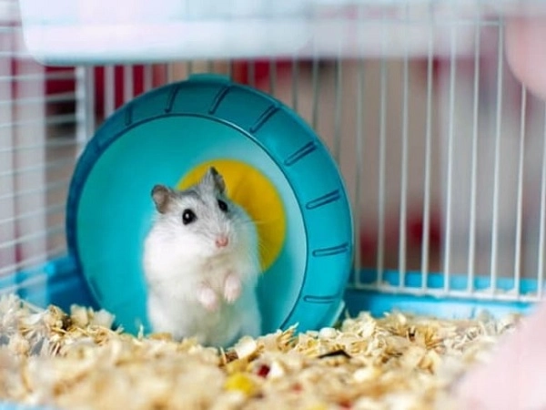 Chuột hamster - cách nuôi chăm sóc và một số sự thật thú vị - 8