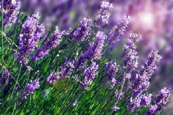 Hoa oải hương lavender - công dụng ý nghĩa và cách trồng tại nhà - 1