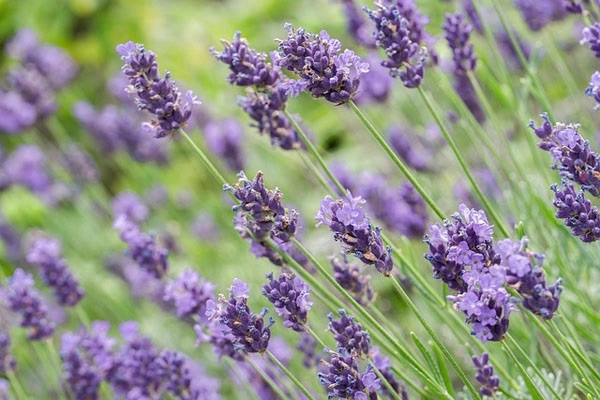 Hoa oải hương lavender - công dụng ý nghĩa và cách trồng tại nhà - 2