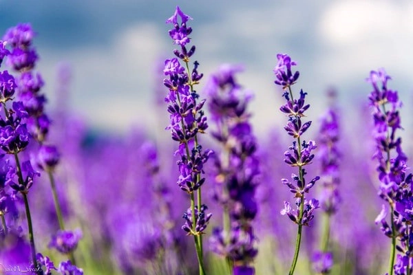 Hoa oải hương lavender - công dụng ý nghĩa và cách trồng tại nhà - 4