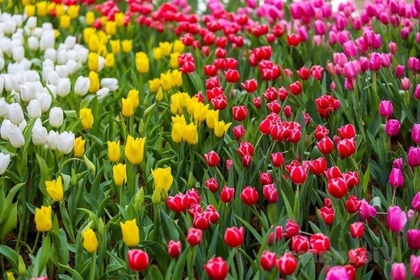 Hoa tulip - đặc điểm ý nghĩa cách trồng và chăm sóc hoa tươi tốt - 1