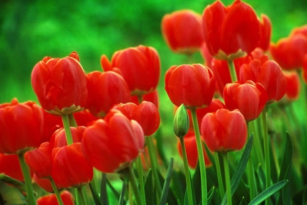 Hoa tulip - đặc điểm ý nghĩa cách trồng và chăm sóc hoa tươi tốt - 2