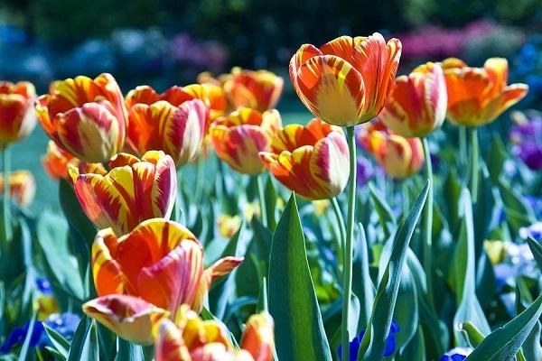 Hoa tulip - đặc điểm ý nghĩa cách trồng và chăm sóc hoa tươi tốt - 9