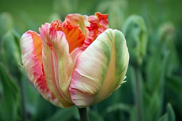 Hoa tulip - đặc điểm ý nghĩa cách trồng và chăm sóc hoa tươi tốt - 11