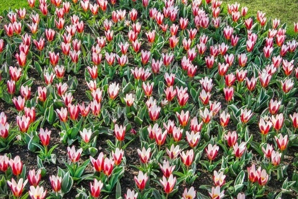 Hoa tulip - đặc điểm ý nghĩa cách trồng và chăm sóc hoa tươi tốt - 12