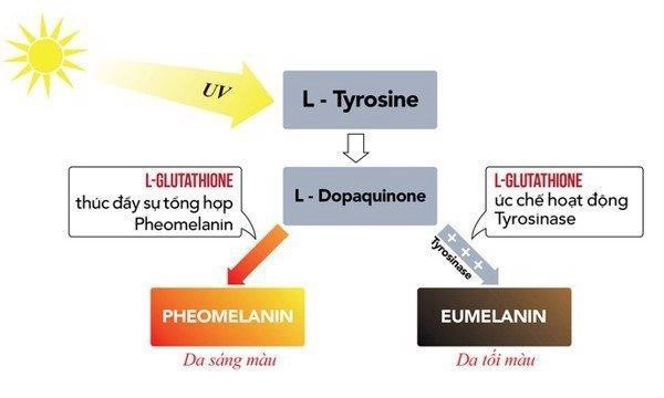Làm trắng da bằng l-glutathione như thế nào để hiệu quả - 2