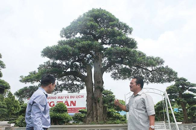 Mãn nhãn cây tùng lạ khiến đại gia vác bao tải tiền đến mua cây - 2