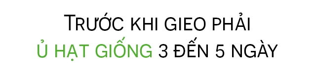 Mẹ sài gòn trồng vài gốc dưa thu về 50 kg tuyệt đối không bán quen lạ đem cho tuốt - 14