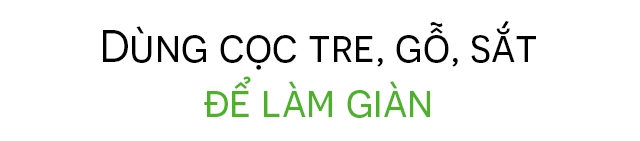 Mẹ sài gòn trồng vài gốc dưa thu về 50 kg tuyệt đối không bán quen lạ đem cho tuốt - 23