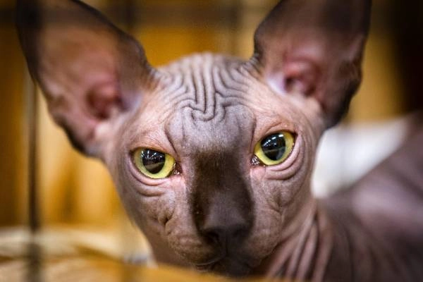 Mèo không lông sphynx - đặc điểm cách nuôi và giá bán tại việt nam - 1