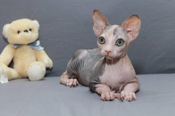 Mèo không lông sphynx - đặc điểm cách nuôi và giá bán tại việt nam - 2