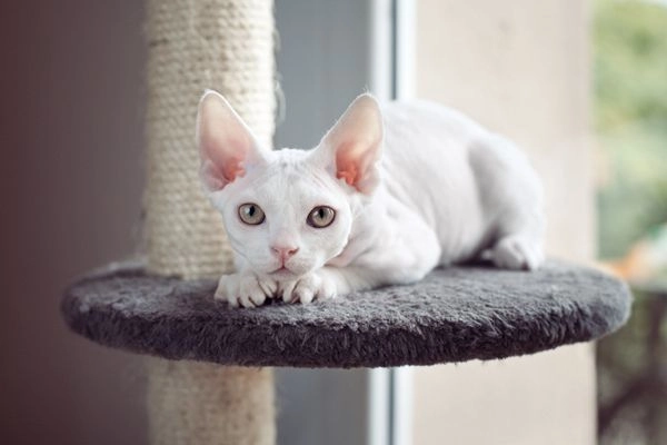 Mèo không lông sphynx - đặc điểm cách nuôi và giá bán tại việt nam - 3