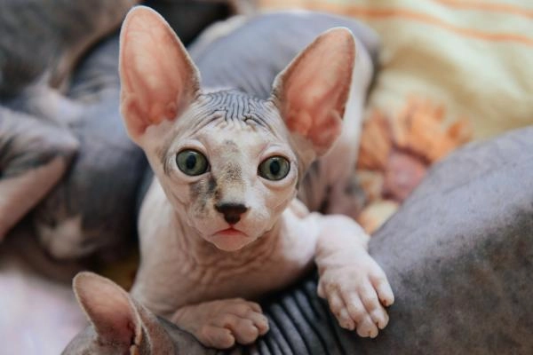 Mèo không lông sphynx - đặc điểm cách nuôi và giá bán tại việt nam - 4