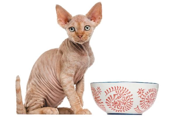 Mèo không lông sphynx - đặc điểm cách nuôi và giá bán tại việt nam - 5