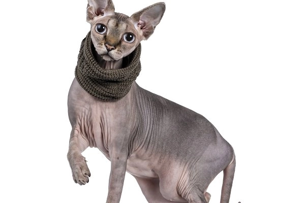 Mèo không lông sphynx - đặc điểm cách nuôi và giá bán tại việt nam - 6