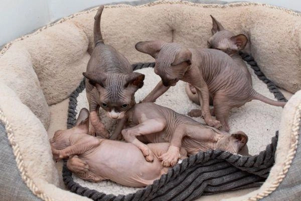 Mèo không lông sphynx - đặc điểm cách nuôi và giá bán tại việt nam - 7