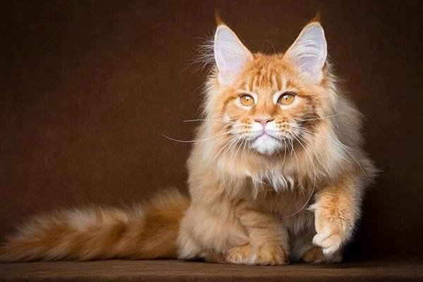 Mèo maine coon đặc điểm cách nuôi và chăm sóc giá bán - 1