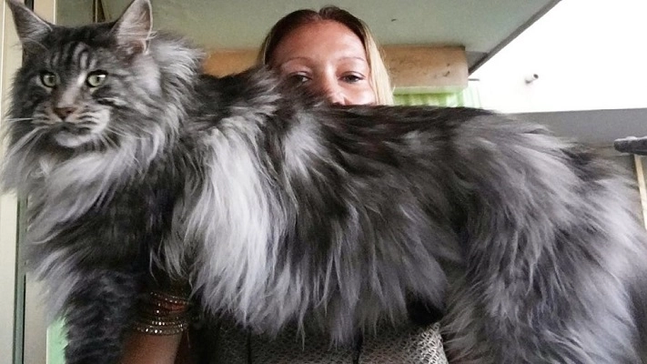 Mèo maine coon đặc điểm cách nuôi và chăm sóc giá bán - 2