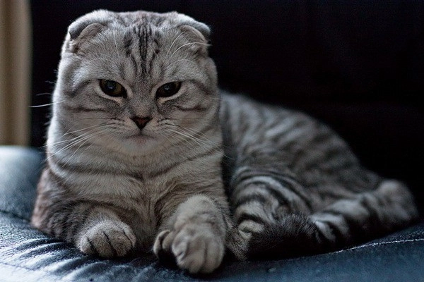 Mèo tai cụp scottish fold - giá bán đặc điểm và cách nuôi tốt nhất - 1