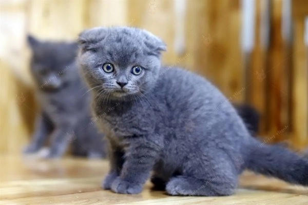 Mèo tai cụp scottish fold - giá bán đặc điểm và cách nuôi tốt nhất - 2