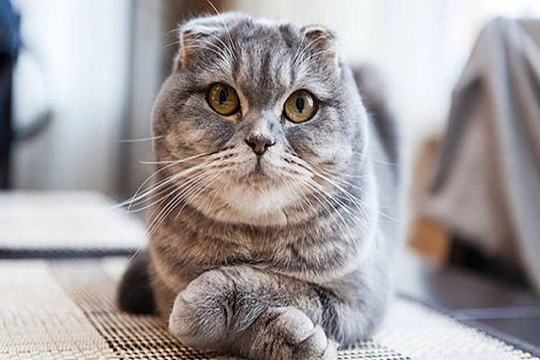 Mèo tai cụp scottish fold - giá bán đặc điểm và cách nuôi tốt nhất - 3