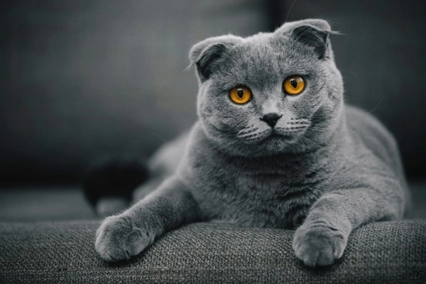 Mèo tai cụp scottish fold - giá bán đặc điểm và cách nuôi tốt nhất - 7