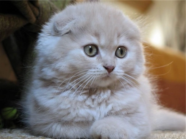 Mèo tai cụp scottish fold - giá bán đặc điểm và cách nuôi tốt nhất - 9