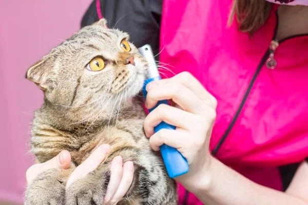 Mèo tai cụp scottish fold - giá bán đặc điểm và cách nuôi tốt nhất - 11