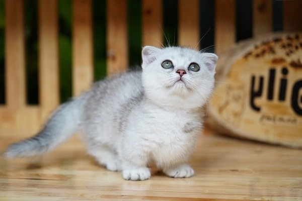 Mèo tai cụp scottish fold - giá bán đặc điểm và cách nuôi tốt nhất - 12