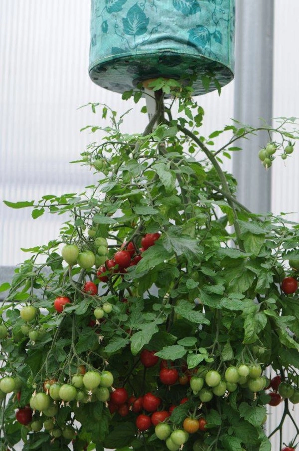 Nhà nhỏ trồng cà chua treo ngược cho trái sai lúc lỉu - 6