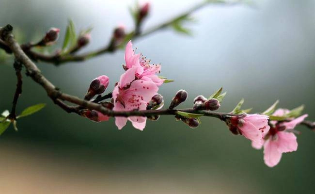 Những loại hoa đào việt nam đẹp mê hồn càng ngắm càng đã mắt - 1