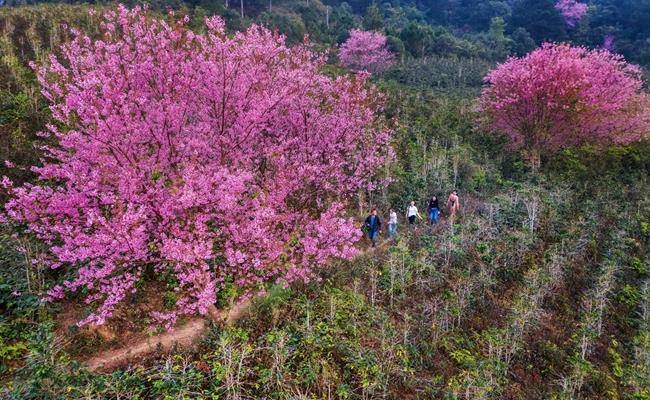 Những loại hoa đào việt nam đẹp mê hồn càng ngắm càng đã mắt - 6