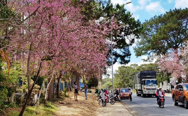 Những loại hoa đào việt nam đẹp mê hồn càng ngắm càng đã mắt - 7