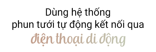 Nữ giám đốc cần thơ cẩu 3 tấn đất lên sân thượng trồng ngô thành quả choáng ngợp - 5