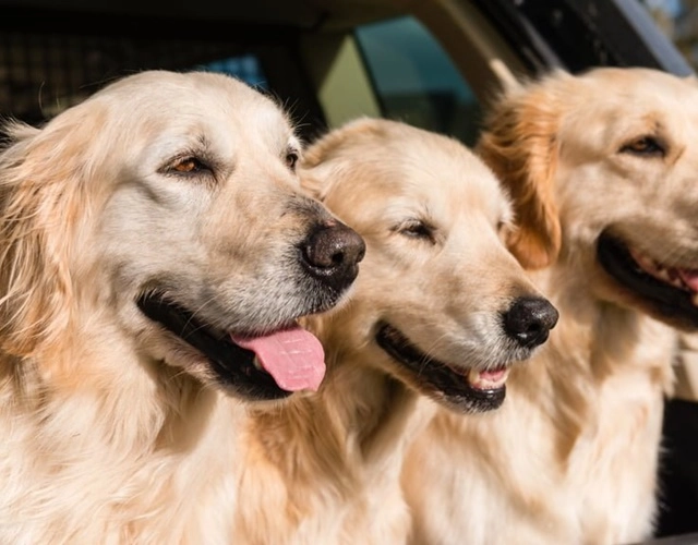 Sự thật thú vị về golden retriever cách chăm sóc và giá bán - 2