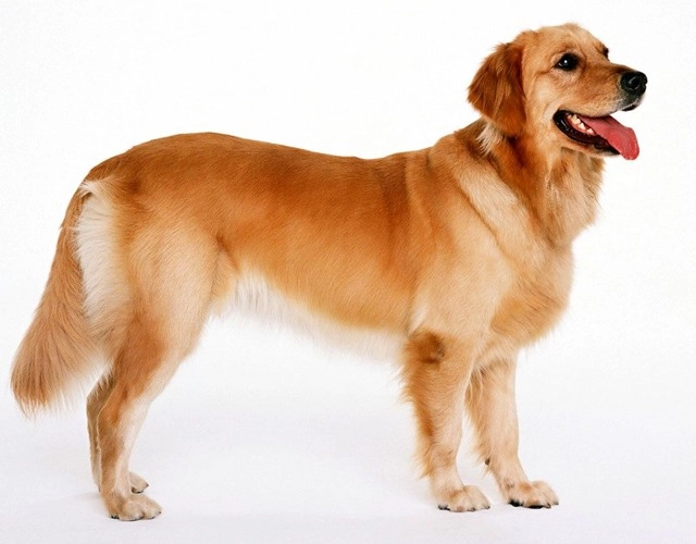 Sự thật thú vị về golden retriever cách chăm sóc và giá bán - 4