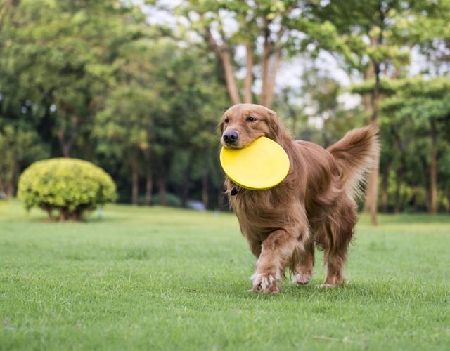 Sự thật thú vị về golden retriever cách chăm sóc và giá bán - 5