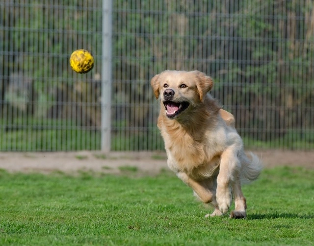 Sự thật thú vị về golden retriever cách chăm sóc và giá bán - 6