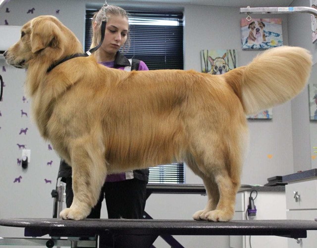 Sự thật thú vị về golden retriever cách chăm sóc và giá bán - 7