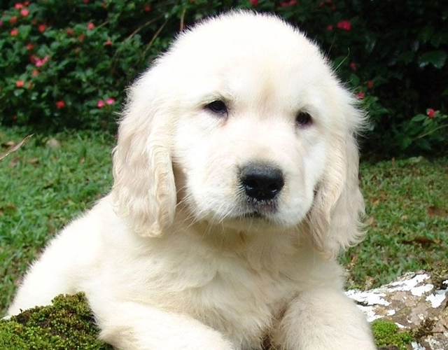 Sự thật thú vị về golden retriever cách chăm sóc và giá bán - 9