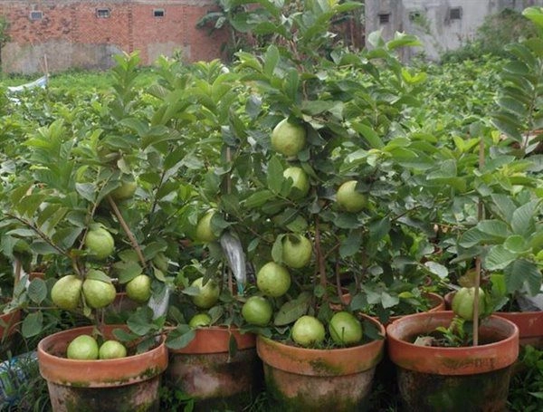 Những loại cây ăn quả trồng trong chậu lớn nhanh như thổi quả sai trĩu cành - 1