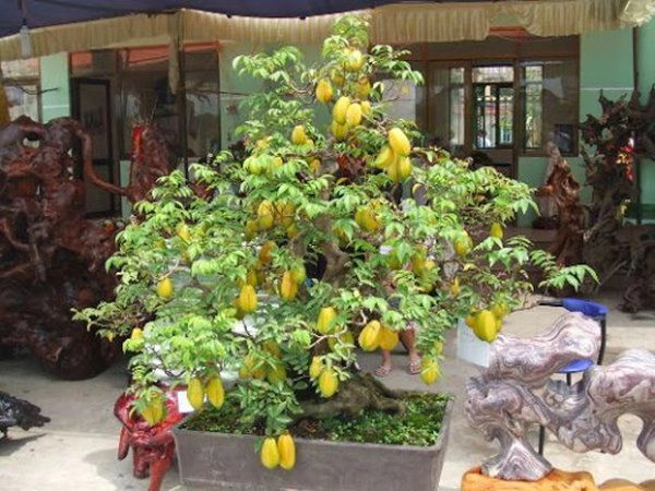 Những loại cây ăn quả trồng trong chậu lớn nhanh như thổi quả sai trĩu cành - 3