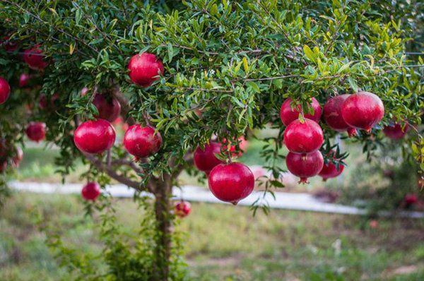 Trước nhà nên trồng 3 loại cây này gia đình giàu sang thịnh vượng - 1