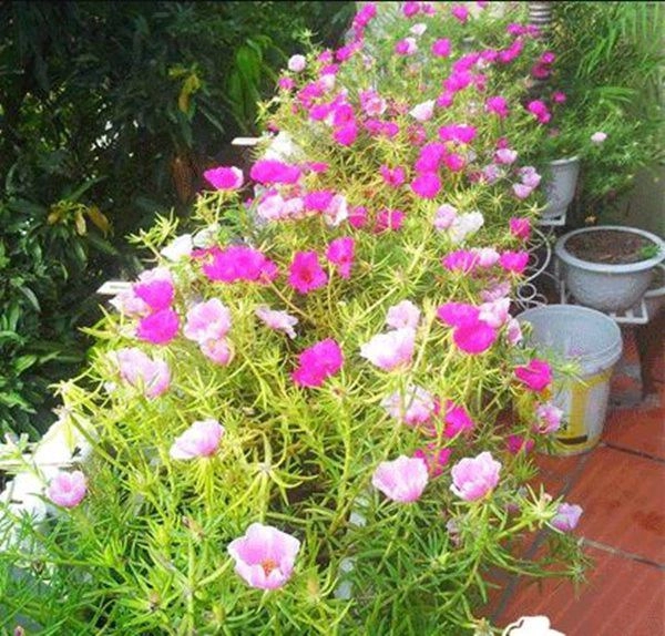 4 loại cây nở hoa đẹp và chịu được nắng mùa hè nhất định phải trồng ở ban công - 3