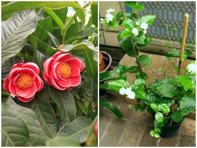 4 loại cây nở hoa đẹp và chịu được nắng mùa hè nhất định phải trồng ở ban công - 4