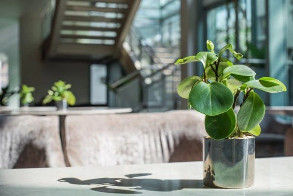 9 loại cây thanh lọc không khí trong nhà tốt nhất mà lại rất dễ trồng - 6